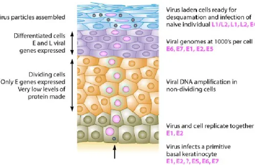 Figure 3. Productive HPV life cycle. HPVs replicate only in fully differentiating squamous epithelia