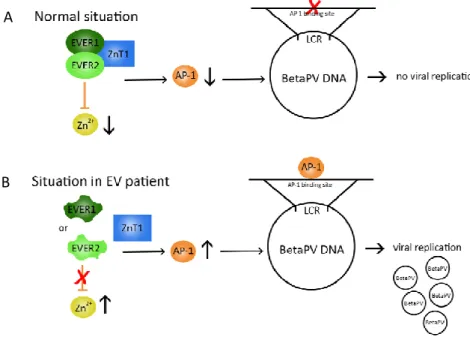 Figure 5. A. Normally, the EVER/ZnT-1 complex is responsible for a low level of free intracellular  Zn2+