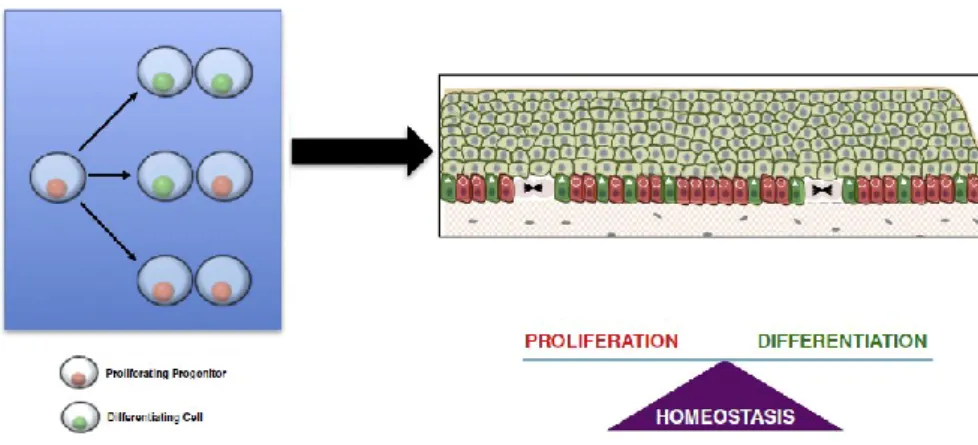 Figure 10. Cell dynamics in the homeostatic squamous epithelium. Each cell division can have one of  the  three  possible  outcomes:  two  differentiating  cells,  one  differentiating  and  one  proliferating  progenitor and two proliferating progenitors 