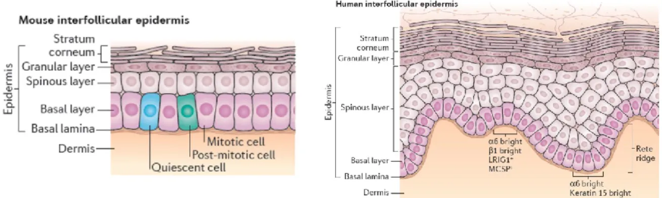 Figure 12. Left panel: the basal layer of the mouse IFE contains a unipotent population of cells termed  committed  progenitors  that  divide  in  a  stochastic  manner