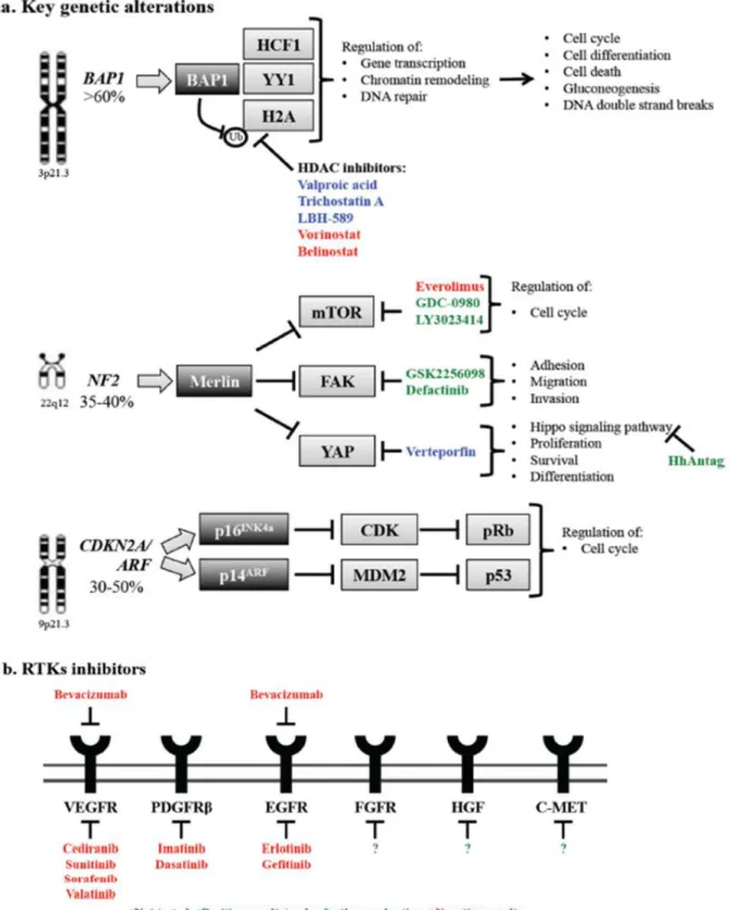 Figure 3: Key genetic alterations in MPM and potential strategies for therapeutic intervention 