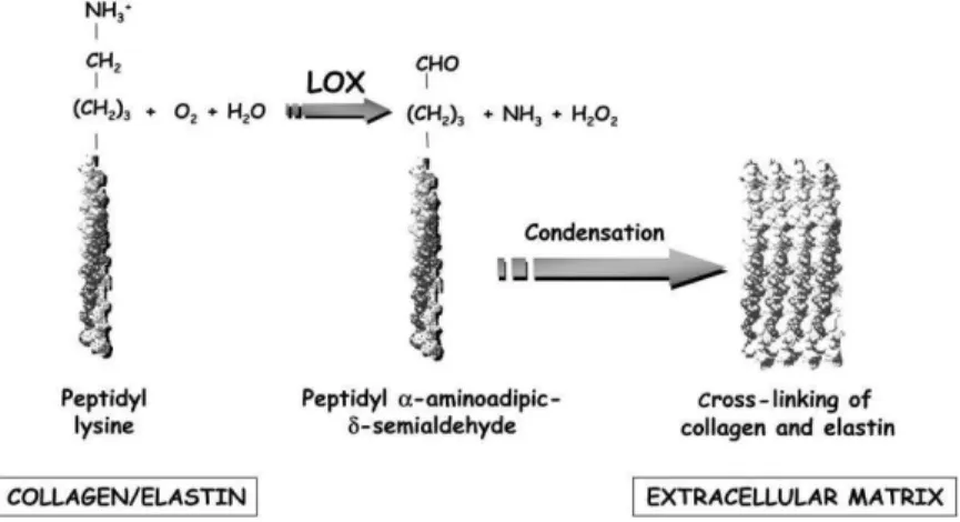 Figure 4. Reaction catalyse by LOX. LOX oxidizes primary amines on collagen and elastin substrates to reactive 