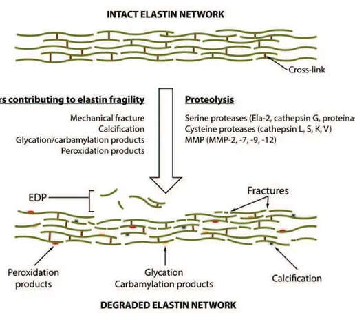 Figure 5. Elastin remodeling.  
