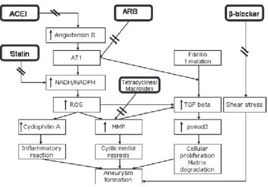 Figure 9. Molecular mechanisms of aneurysm formation and the effects of different medications