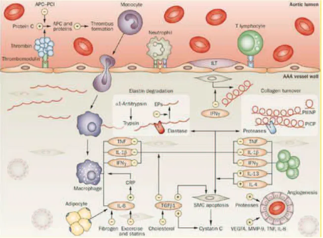 Figure 13. Schematic diagram of the mechanisms involved in abdominal aortic aneurysm, which primarily affect two  main processes: inflammation and extracellular matrix turnover (F