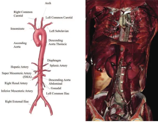 Figure 1. Human aorta anatomy. Diaphragm divides aorta in two portions: thoracic and abdominal aorta