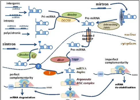 Figure 1.5 Biogenesis of miRNAs 