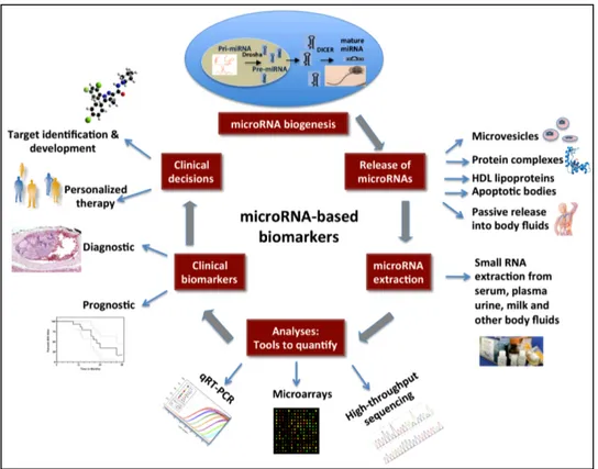 Figure 1.6 Clinical applications of miRNAs 