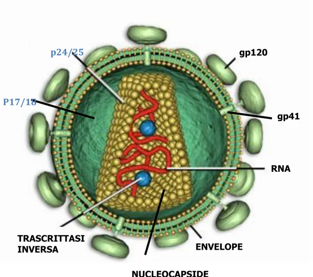 Figure 1: HIV structure 