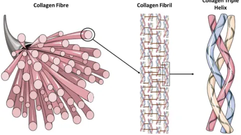 Figure 0.6: Schematic representation of collagen structure. 