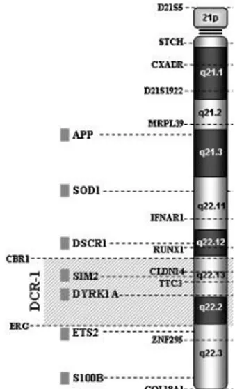 Figure 3. A cartoon in which specific genes on the human chromosome 21 (Hsa21) triplicated in 