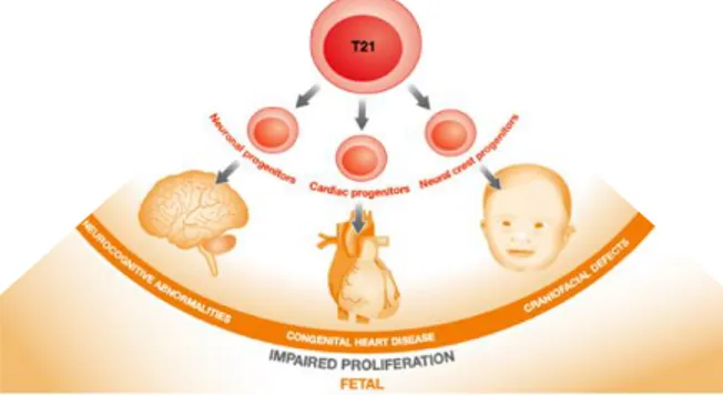 Figure 6. Impact of trisomy 21 on  the proliferation of  progenitor cells from different lineages 