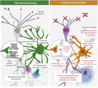 Figure 8. Astrocytes in physiology (left, green) and in intellectual disabilities (right, orange) 