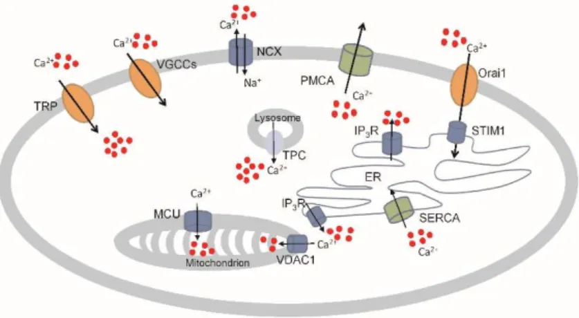 Figure  1.  Examples  of  Ca 2+ -permeable  channels,  pumps,  and  plasma  membrane  and  intracellular 