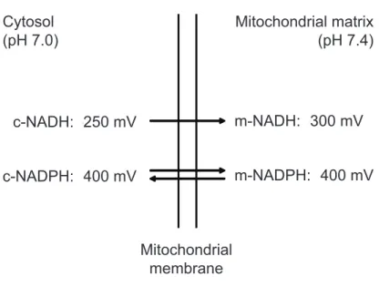 Figure 2. Redox potentials of the mitochondrial and cytosolic NAD(H) and NADP(H) systems  in the liver