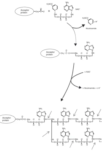 Figure 4. ADP-ribosylation reaction. Mono-ADP-ribosyltransferases catalyse the transfer of one 