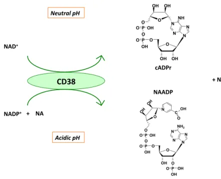 Figure  6.  Generation  of  second  messengers  NAADP  and  cADPr  by  CD38.  The  synthesis  of 