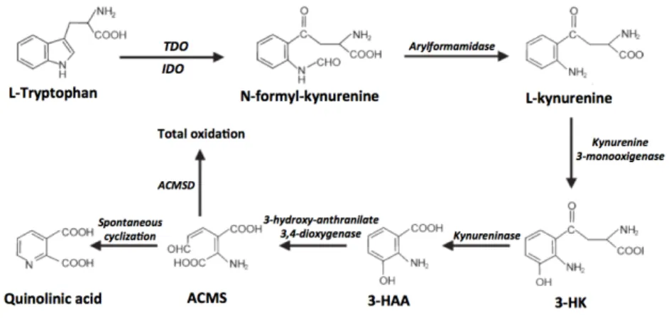 Figure  8. Reaction  pathway  for  the  quinolinic  acid  synthesis  in  humans.  Abbreviation  used: 