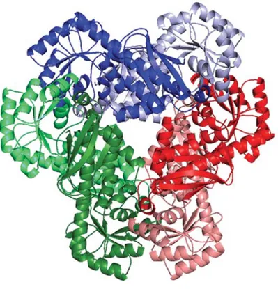 Figure  9.  Quaternary  structure  of  human  quinolinic  acid  phosphoribosyltransferase  (hQAPRTase)