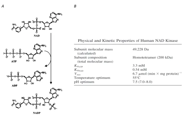 Figure  10.  A.  NAD  Kinase-catalysed  reaction (59).  B.  Physical  and  Kinetic  Properties  of 
