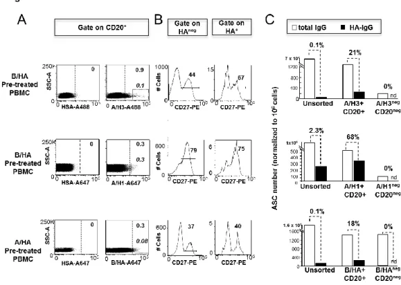 Fig 3. Identification of B lymphocytes specific for HA from A and B influenza strains in ex 