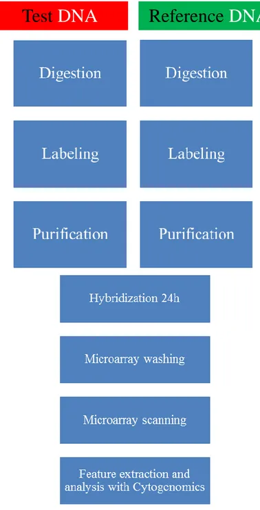 Figure 3 : Direct workflow for sample preparation and microarray processing. 