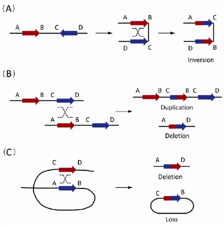 Fig. 1. The non-allelic homologous recombination (NAHR) events between paired low-copy repeats (LCRs)/segmental 