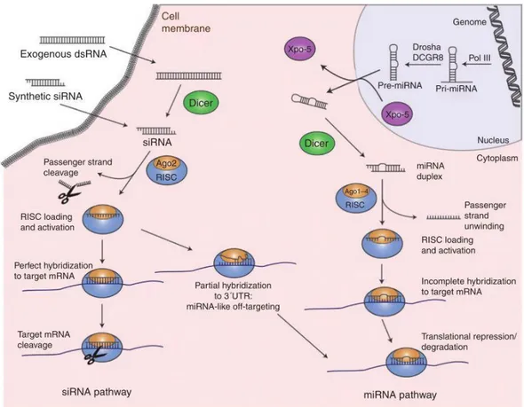 Figure  6.  RNAi  endogenous  mechanisms  for  protein  silencing:  similarity  and  differences  in  siRNA  and miRNA mechanism [36] 