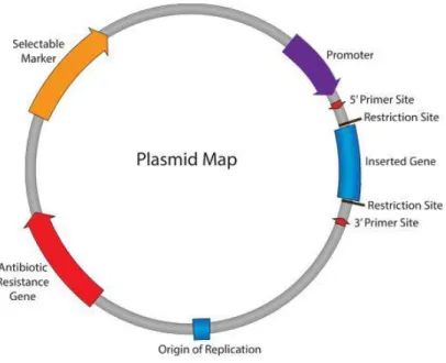 Figure 8. Representation of key characteristics of plasmids used for gene delivery. 