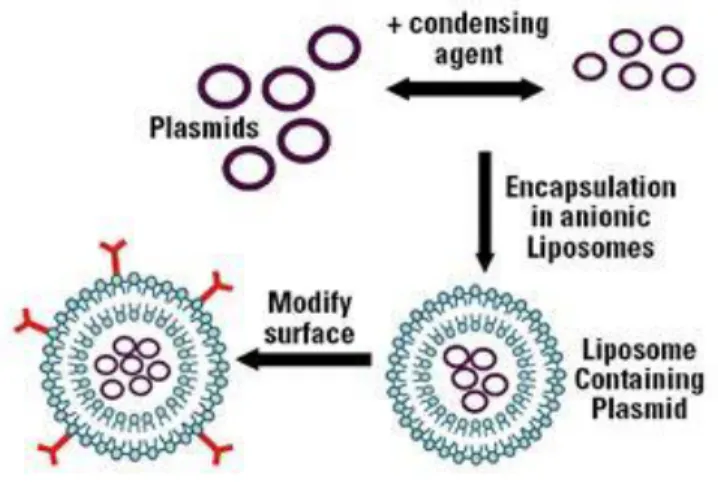 Figure 9. Schematic incorporation of plasmids in liposomes, forming lipoplexes that can be modified  with surface molecules for specific targeting 