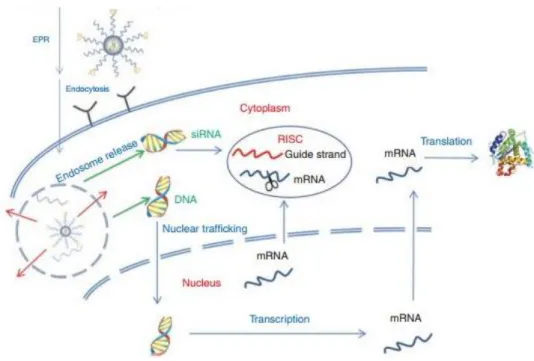 Figure 10. Intracellular trafficking of nanoparticles for gene therapy. Endosome escape allows nuclear  trafficking  of  DNA  for  gene  expression  and  siRNA  incorporation  in  the  RISC  complex  for  gene  silencing