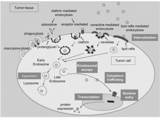 Figure  11.  Schematic representation of the known  intracellular trafficking pathways  involved  in the  uptake mediated by endocytosis