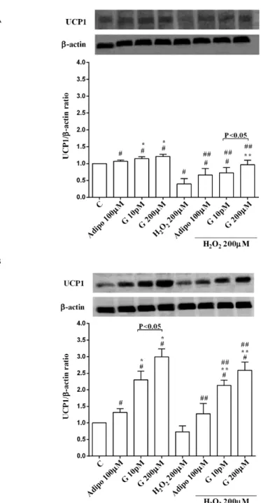 Figure 7. Effects of genistein on UCP1 activation in pre-adipocytes (A), and brown adipocytes (B), 