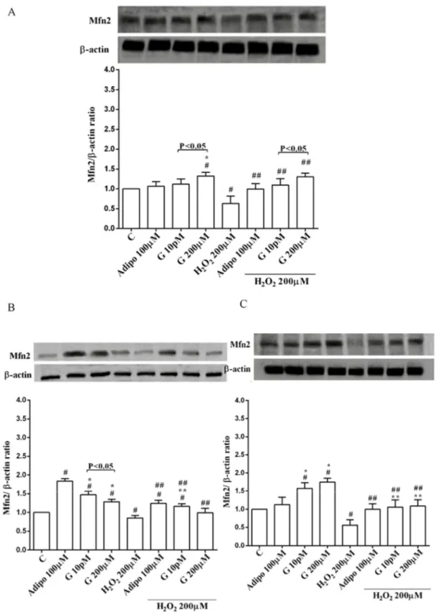 Figure 9. Effects of genistein on Mfn2 expression in pre-adipocytes (A), white adipocytes (B) and  brown adipocytes (C), cultured in physiological and peroxidative conditions: Abbreviations are as in  previous figures