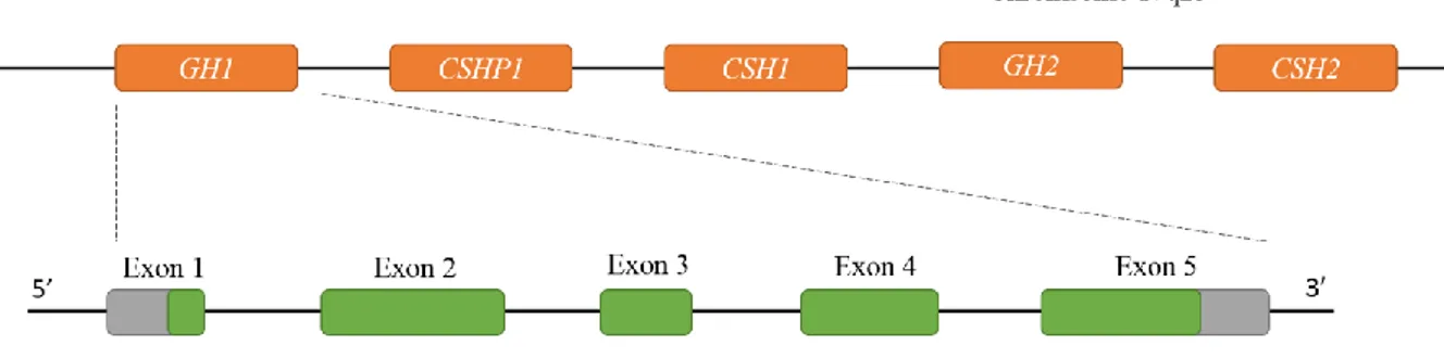 Figure 1: Schematic representation of the GH gene cluster and the GH1 gene. 