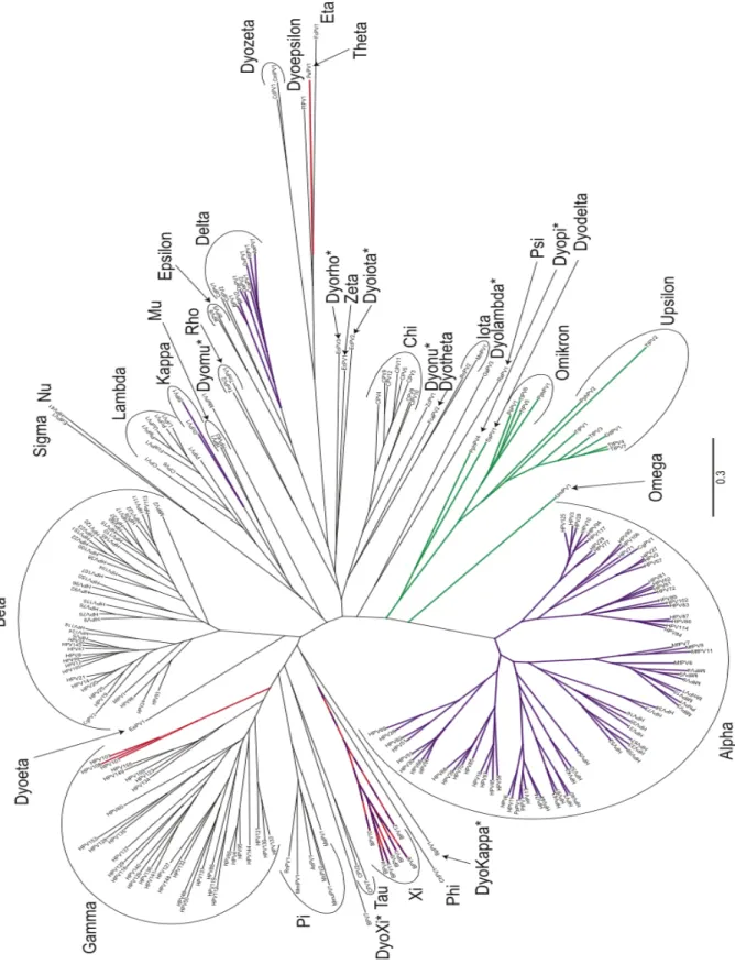Figure  1.  Papillomavirus  phylogenetic  tree.  The  DNA  sequence  coding  for  E1,  E2,  L1  and  L2  for  all  241  papillomaviruses  currently  on  PaVE  were  downloaded  and  aligned