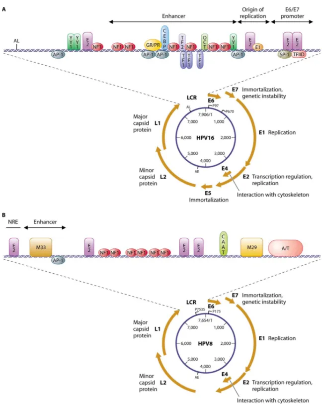 Figure  2. The  genome  organization  of  the  high-risk  α-type  HPV16  and  β-type  HPV8
