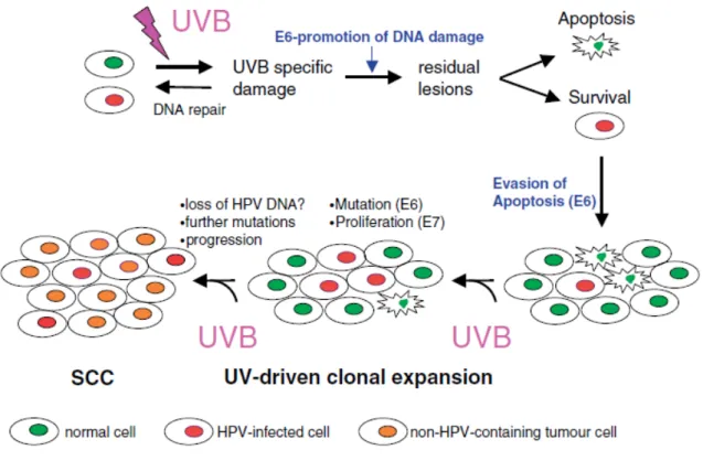 Figure 5. Model of the roles of UV radiation and β-HPV infection in skin carcinogenesis
