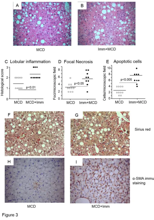 Figure 3:  The induction of immune responses against oxidative stress-derived antigens  promotes steato-hepatitis and fibrosis in mice fed a methionine-choline deficient (MCD)  diet