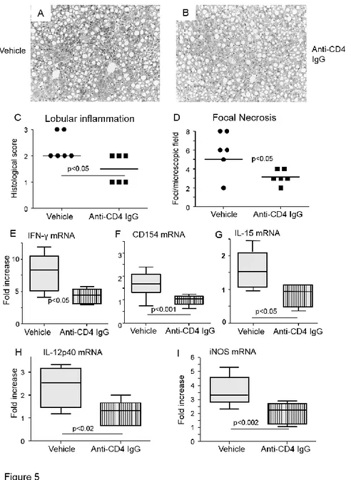 Figure  5:    CD4 +   T-lymphocyte  depletion  improves  hepatic  inflammation  in  MDA-BSA 