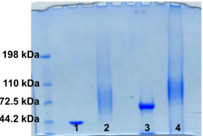 Figure  2.  SDS-Page  of  PSII-Toxin  Conjugates  1.  TcdA_B2  fragment  protein;  2.  PSII-TcdA_B2  conjugate, 3