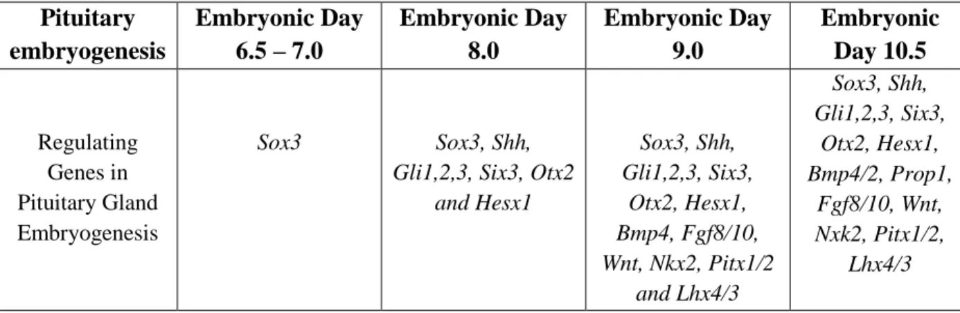 Table 2: Genes involved in embryogenesis of Pituitary Gland with embryonic days. 