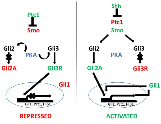 Figure 3: Upstream regulation of the Gli transcription factors and their individual and  combined roles in regulating Hh target gene expression