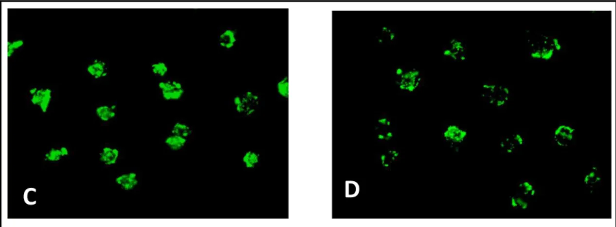 Fig. 20. Immagini rappresentative  del tasso di endocitosi di Bioparticles (batteri fluorescenti) in 