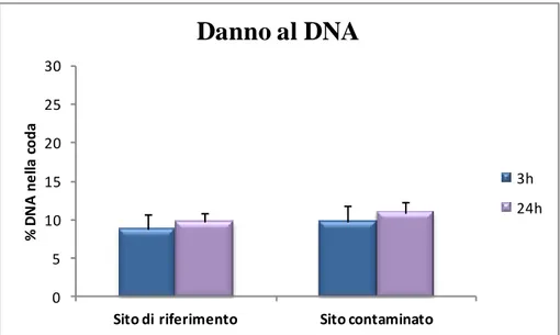 Fig.  9.  Danno  al  DNA  (Comet  assay)  indotto  in  D.  discoideum  in  seguito  all’esposizione  per  3h  e  24h  all’acqua  interstiziale  ottenuta  dai  sedimenti  prelevati  nel  sito  di  riferimento  e  nel  sito  conatminato
