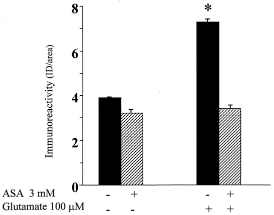 Fig. 1. p50 immunoreactivity in cerebellar granule cells. Cells were either untreated or treated with dierent drugs as indicated in the bottom of the picture