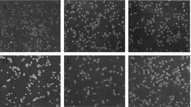 Fig. 5. Detection of glutamate-induced apoptosis in cerebellar granule cells by DAPI ¯uorescence stain