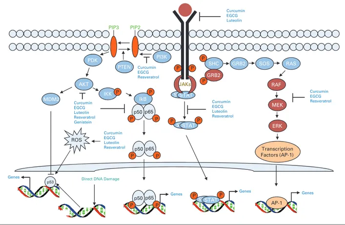 Figure  7 .  Molecular  targets  of  natural  chemopreventive  agents.  The  cell  signaling  pathways  activated  by  natural  dietary 