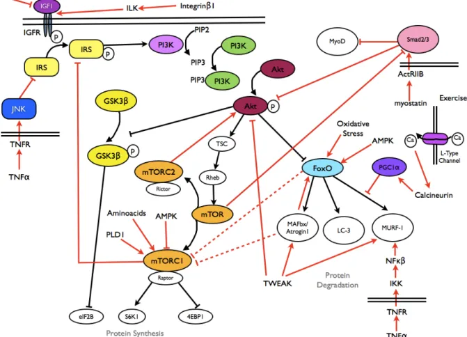Fig.  1  -  Main  pathways   involved  in  muscle  metabolism  (taken  From  Carda  S,  Invernizzi M 2013)