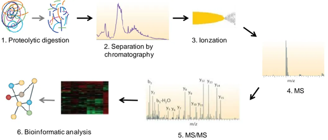 Figure 2. A common workflow in a proteomic experiment. Protein samples can be derived from tissues, plasma, 